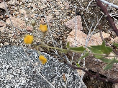 Bebbia atriplicifolia, photographed by Jim Riley