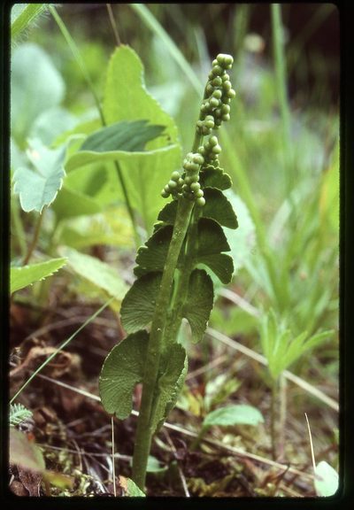 Botrychium neolunaria, photographed by Ed Alverson
