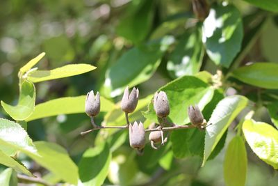 Luehea divaricata, photographed by Romi Galeota Lencina