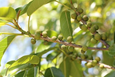 Ficus luschnathiana, photographed by Romi Galeota Lencina