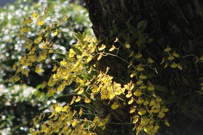 Gomesa bifolia, photographed by Romi Galeota Lencina