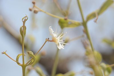 Lagerstroemia parviflora, photographed by S.MORE