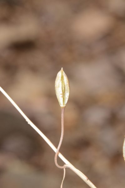 Indurgia indica, photographed by S.MORE