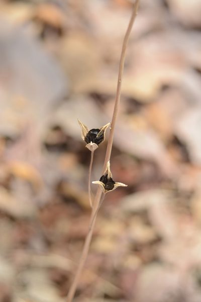 Indurgia indica, photographed by S.MORE