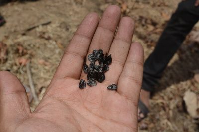 Indurgia indica, photographed by S.MORE