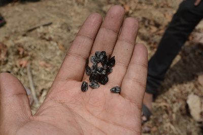 Indurgia indica, photographed by S.MORE