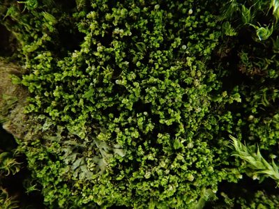 Myriocoleopsis minutissima, photographed by Daniel Cahen