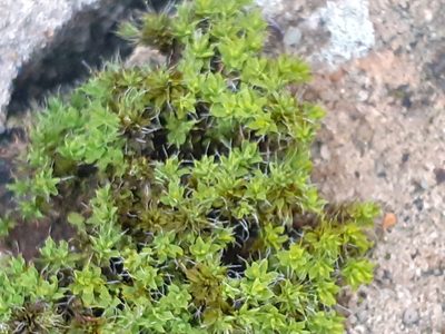 Syntrichia montana, photographed by oliverc29