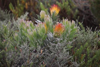 Leucospermum grandiflorum, photographed by Tony Rebelo