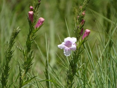 Graderia scabra, photographed by Shaun Swanepoel