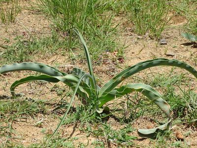 Crinum macowanii, photographed by Shaun Swanepoel