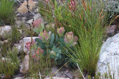 Protea grandiceps, photographed by Tony Rebelo