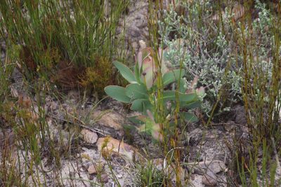 Protea grandiceps, photographed by Tony Rebelo