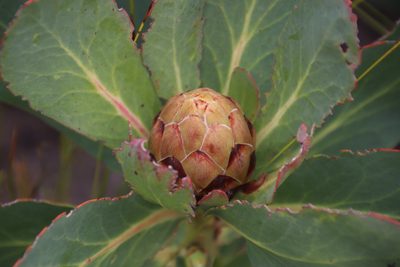 Protea grandiceps, photographed by Tony Rebelo