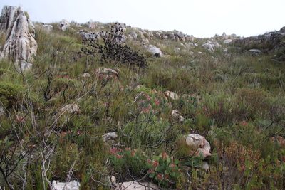 Protea grandiceps, photographed by Tony Rebelo
