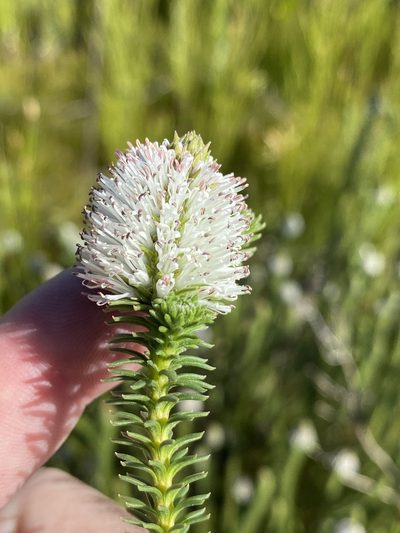 Stilbe albiflora, photographed by Dave U