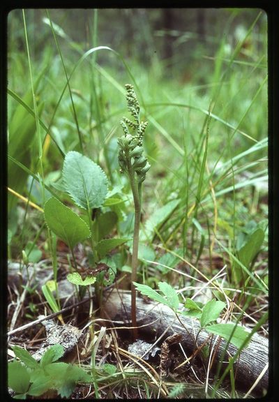 Botrychium pedunculosum, photographed by Ed Alverson