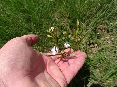 Cycnium tubulosum, photographed by Shaun Swanepoel