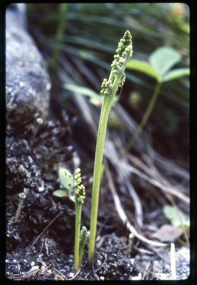 Botrychium paradoxum, photographed by Ed Alverson