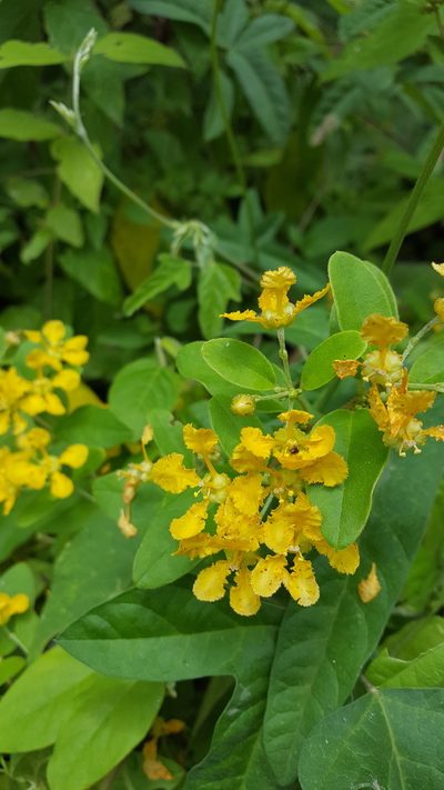 Aspicarpa albida, photographed by Eugenio Padilla