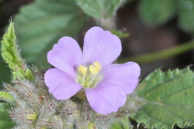 Melochia anomala, photographed by aacocucci