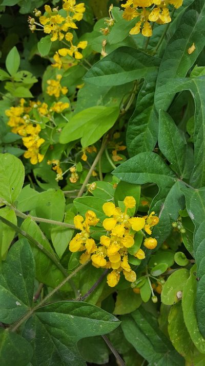 Aspicarpa albida, photographed by Eugenio Padilla