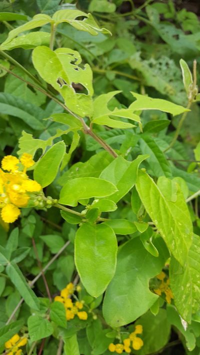 Aspicarpa albida, photographed by Eugenio Padilla