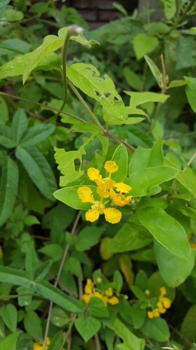 Aspicarpa albida, photographed by Eugenio Padilla