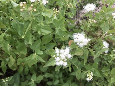 Ageratina herbacea, photographed by CK2AZ