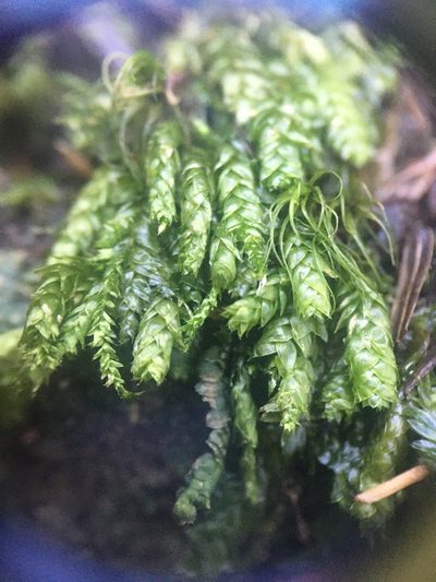 Entodon cladorrhizans, photographed by Sean Grasing