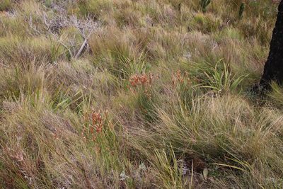 Elegia juncea, photographed by Tony Rebelo