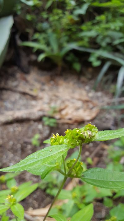 Delilia biflora, photographed by Eugenio Padilla