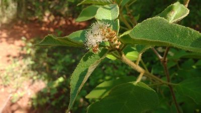 Croton heliotropiifolius, photographed by Breno Figueiredo