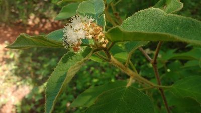 Croton heliotropiifolius, photographed by Breno Figueiredo