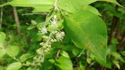 Croton blanchetianus, photographed by Breno Figueiredo