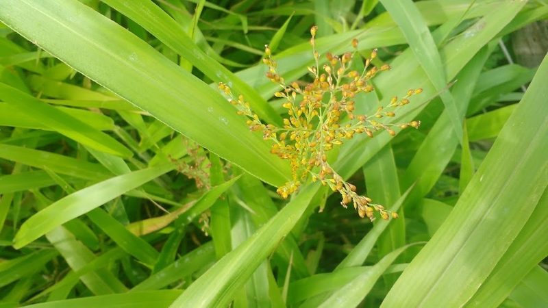 Urochloa fusca, photographed by Breno Figueiredo