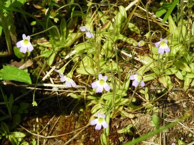 Pinguicula hirtiflora, photographed by Santiago Martín-Bravo