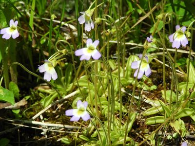 Pinguicula hirtiflora, photographed by Santiago Martín-Bravo