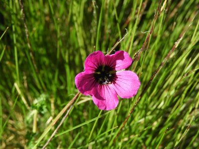 Geranium subcaulescens, photographed by Santiago Martín-Bravo