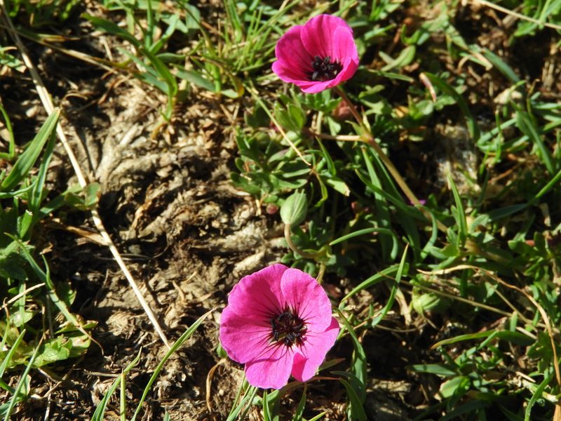 Geranium subcaulescens, photographed by Santiago Martín-Bravo