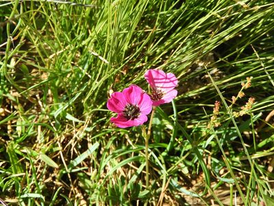 Geranium subcaulescens, photographed by Santiago Martín-Bravo