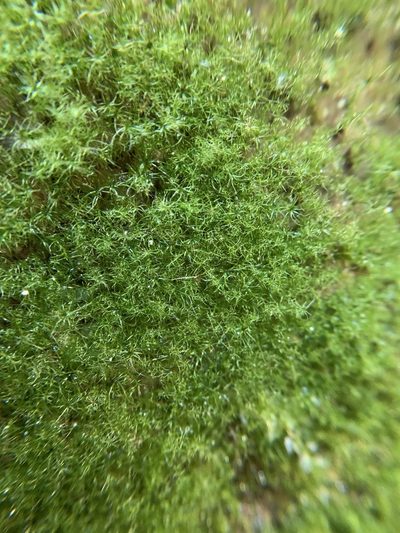 Leptobryum pyriforme, photographed by Brandon Corder