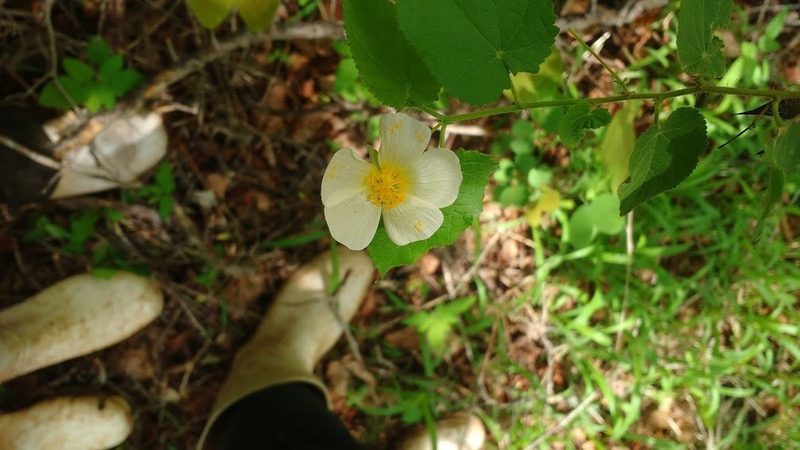 Herissantia tiubae, photographed by Breno Figueiredo