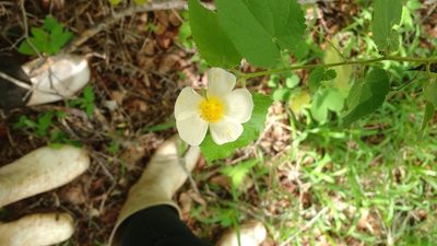Herissantia tiubae, photographed by Breno Figueiredo