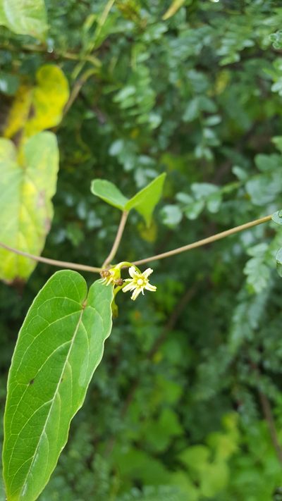 Cynanchum foetidum, photographed by Eugenio Padilla