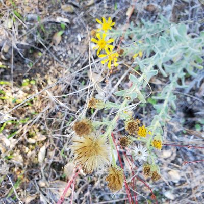 Heterotheca sessiliflora, photographed by Dan Horowitz