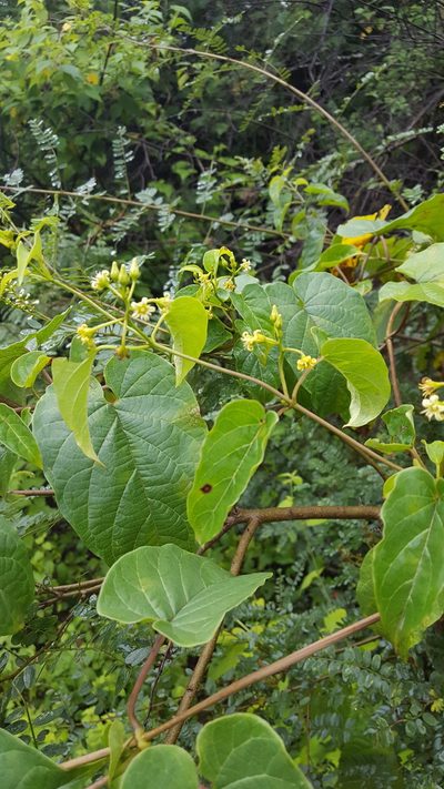 Cynanchum foetidum, photographed by Eugenio Padilla