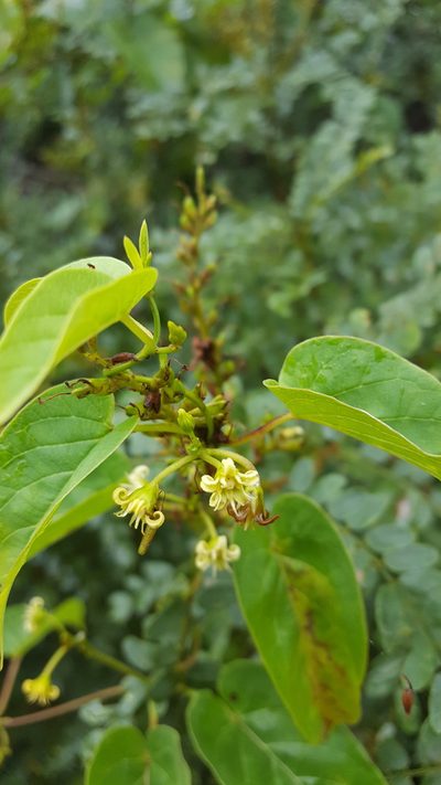Cynanchum foetidum, photographed by Eugenio Padilla