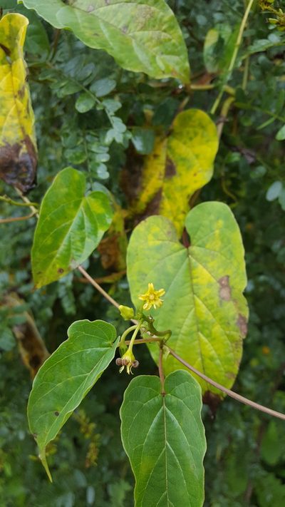 Cynanchum foetidum, photographed by Eugenio Padilla