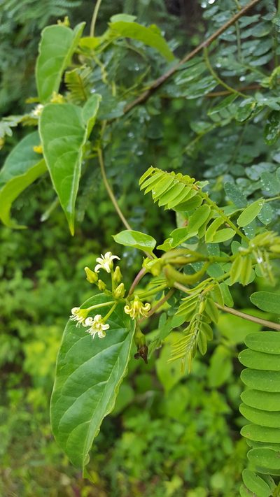Cynanchum foetidum, photographed by Eugenio Padilla